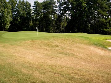 Hunting Billbug Damage