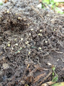 Ground pearl nymphs feeding on roots of centipedegrass 