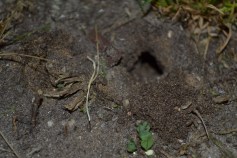 Entrance to Mole Cricket Burrow