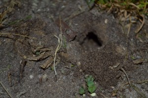Entrance to Mole Cricket Burrow